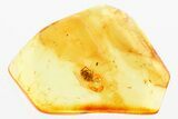 Detailed Fossil Spider (Araneae) In Baltic Amber #381484-1